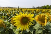 Finca de girasoles en Soria.