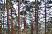 Bosque del término de Covaleda.