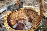 Cesta de boletus esta campaña en Soria.