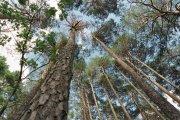 Bosque de pinos en la provincia de Soria.