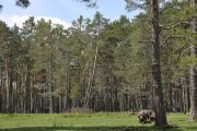 Comarca de Pinares de la provincia de Soria.