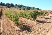Viñas en la provincia de Soria.