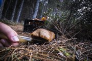 Se han incautado 2.500 kilos de setas, un 25% menos que en 2023