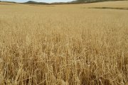 Campo de cereal afectado por el pedrisco.