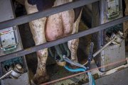 Vacuno de leche en Soria
