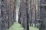 Bosque en la provincia de Soria.
