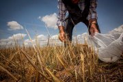 Agricultor en un campo de Soria.
