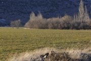 Terreno rústico en Soria.