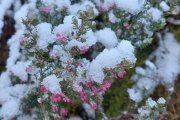 Nieve sobre los brezos, ya en flor, en la comarca de Pinares.