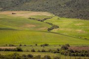 Imagen de archivo de un campo de trigo.