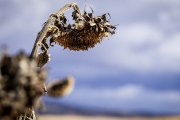 Asaja Soria asegura que el girasol no pudo cosecharse por exceso de lluvias.