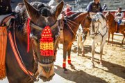 Soria ha revivido una de sus tradiciones ecuestres más queridas este sábado.