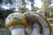 Ejemplares de setas en Castilla y León.
