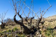 Cepa en una viña de Soria.