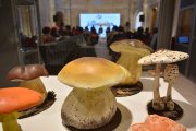 Reproducciones de setas y hongos en la sesión del Living Lab de Mycotour en Soria.