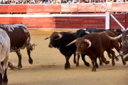 Un numeroso público desafió lo temprano de la hora para contemplar cómo son las reses a las que se enfrentarán los novilleros el Viernes de Toros.
