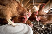 Gallinas en una explotación.