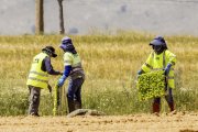 Trabajadores de Florette plantan las primeras lechugas.