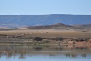 Una bandada de aves sobrevuela el embalse de Monteagudo ante el observatorio preexistente.
