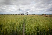 El agro soriano espera la mejor cosecha de cereal de invierno desde 2021.