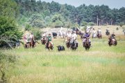 Los caballistas arropan a dos novillos durante el festejo del Jueves La Saca.