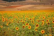 Campo de girasol.