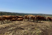 Animales en la finca de la Malanquilla.