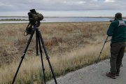 Observación aves acuáticas en un humedal.