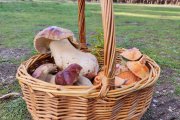 Una cesta 'mixta' de boletus y níscalos cogida a 25 de noviembre de 2022, lo que muestra que aún queda tiempo para que puedan producirse fructificaciones.