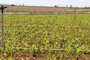 Cultivo de maíz en una finca de Castilla y León.