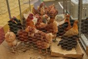 Archivo - Gallinas en granja.