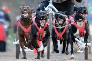 El mushing sobre tierra presenta unas peculiaridades especiales que se podrán ver a principios de diciembre en Ólvega.
