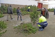 Reparto de pinos, en una imagen de archivo.