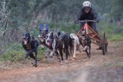 Gran actuación soriana en el Nacional de mushing.