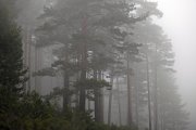 El bosque de Pinar Grande entre la niebla en Soria