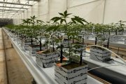 Plantas de cannabis cultivadas en Ondara.