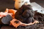 La trufa negra, además de exquisita, es muy buena para el organismo