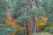 Los pinares del Parque Natural de la Laguna Negra y los Circos Glaciares de Urbión, en la provincia de Soria, son uno de los grandes destinos del turismo micológico en España.