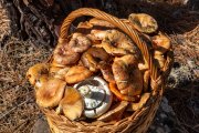 La recolección de setas en pinares es una de las experiencias más populares del turismo micológico en España durante el otoño.