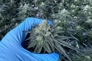 Cannabis cultivado en Ondara.