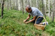 Un hombre recoge setas en el bosque
