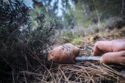 Ejemplar de níscalo en un monte de Soria.