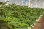 Cannabis medicinal cultivado en Ondara en una imagen de archivo.