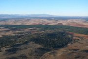El Sabinar de Calatañazor se extiende sobre una meseta calcárea a unos 1.000 metros de altitud, formando uno de los bosques de sabina mejor conservados del mundo