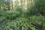 Bosque de Soria