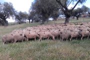 Rebaño de los hermanos Pérez en Trujillo, recién marcado con el hierro.