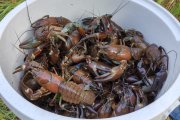 Cubo de cangrejos recién pescados en Soria.