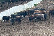 Los toros de La Saca, en la ganadería de la localidad de Brihuega, en Guadalajara.
