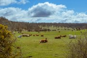 Vacas en el parque de Valonsadero en Soria