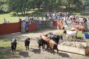 Los novillos de San Juan en Cañada Honda.